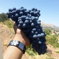 نهال دیرگل پربار مناسب مناطق سردسیر|خدمات باغبانی و درختکاری|اراک, |دیوار