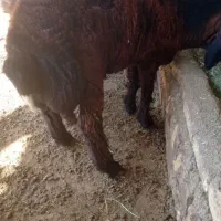 بره نر