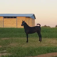 اسب ومادیان
