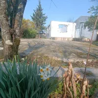 پیاز نرگس ۱۰تومن غنچه دار