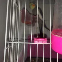 عروس|پرنده|مشهد, طبرسی شمالی|دیوار