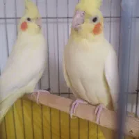 عروس هلندی مولد جفت کارداده وجوجه