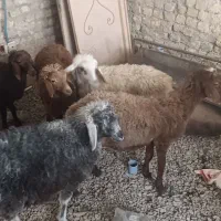 5تا بره نر و ماده قلم دار درجه یک ضمانتی|حیوانات مزرعه|مشهد, سیسآباد|دیوار