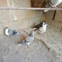 یه جفت مفلق سیاه پشت