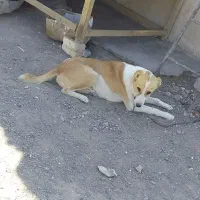 سگ گلگی به فروش میرسه|سگ|شوسف, |دیوار