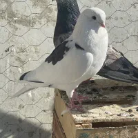 کبوتر|پرنده|هیر, |دیوار