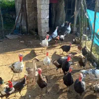 بوقلمون های نر و ماده