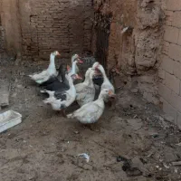 فروش ده عدد غاز یک ساله|حیوانات مزرعه|باشتین, |دیوار