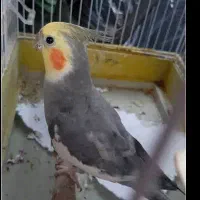 واگذاری به من