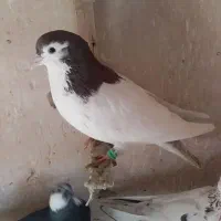 کفتر کبوتر|حیوانات|مشهد, چهارچشمه|دیوار