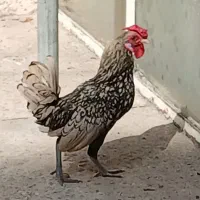 خروس مینیاتوری