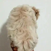 میکس مالتیز پودل|سگ|رشت, گیل|دیوار