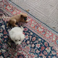 فروش سگ|سگ|گلبهار, شهر جدید گلبهار|دیوار