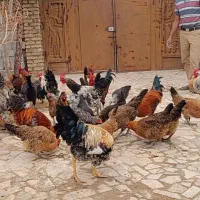 ۱۰عدد خروس سر حال