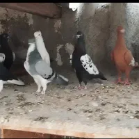 کبوتر