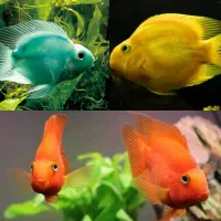 ماهی پرت رنگی