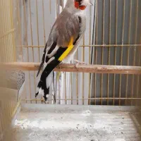 سهره کرمونی