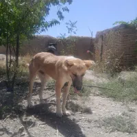 سگ باهوش دهن پاک