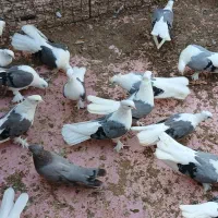 سوز|پرنده|بوشهر, |دیوار