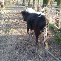 دمدار|حیوانات مزرعه|رشت, کوی مهر|دیوار