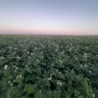 زمینی آکریا