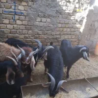 چپش فروش و گوسفند