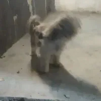 فروش توله ۶ ماهه شیتزو|سگ|تربت جام, پاسداران|دیوار