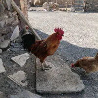 خروس‌جوان