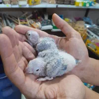 طوطی گرینچیکهای سرلاکی دونخور قرمزی بالا انواع رنگ|پرنده|قائمشهر, |دیوار