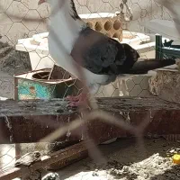 ساده گرفتنی