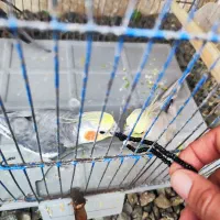 عروس هلندی نر بالغ|پرنده|تالش, هشتپر|دیوار