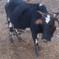 گاو ابستن (شکم دار)