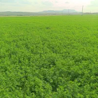 یونجه درجه یک