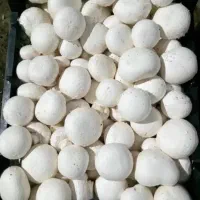 قارچ لوکس و ی دست