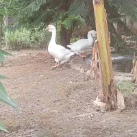 خالماگور وغو غاز اکرایینی