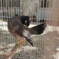 مرغ مینا (پر حرف)|پرنده|ویسیان, |دیوار