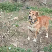 سگ سرابی چوپانی، نگهبانی