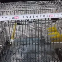 قفس سهره سره فضلی|لوازم جانبی حیوانات|ری, دولتآباد|دیوار