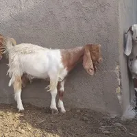 بزغاله نر