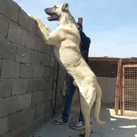 توله سرابی|سگ|تهران, طرشت|دیوار