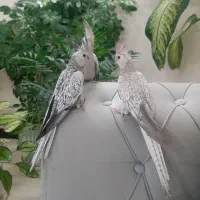 جوجه عروس هلندی|پرنده|خوانسار, |دیوار