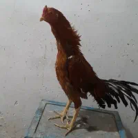 خروس لاری اصیل ۱۰ ماهه