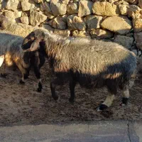 قوچ|حیوانات مزرعه|لوداب, |دیوار