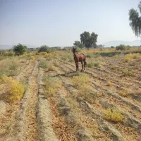 اسب عرب