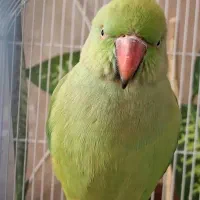 طوطی ملنگو سخنگو