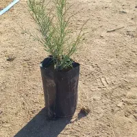 فروش و پیش فروش نهال گز شاهی|خدمات باغبانی و درختکاری|شیراز, دارالرحمه|دیوار