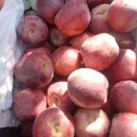 سیب شیخمیری درجه یک