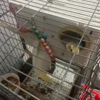 عروس هلندی نرو ماده