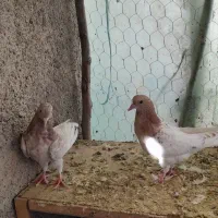 کفتر کبوتر جوجه|پرنده|هشتگرد, قاسم آباد بزرگ|دیوار