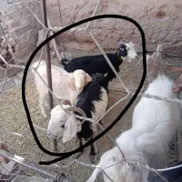 بز ونر بز|حیوانات مزرعه|فردوس (خراسان), |دیوار